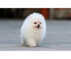 Healthy Teacup Pomeranian Puppies