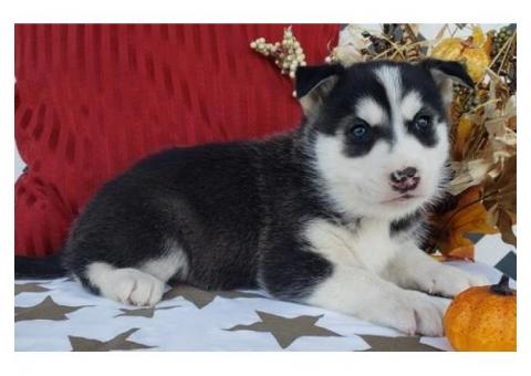 Male and female siberian husky pup for pet lovers