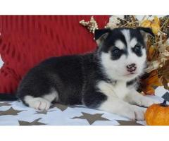 Male and female siberian husky pup for pet lovers