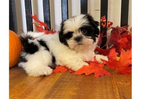 Quality Golden shih tzu   puppies for sale