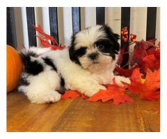 Quality Golden shih tzu   puppies for sale